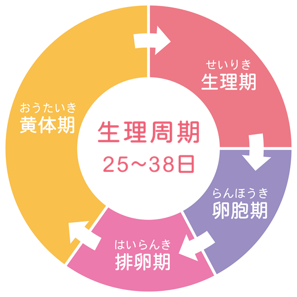正常な生理周期とは？